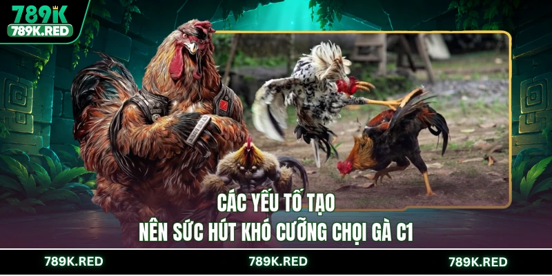 Các yếu tố tạo nên sức hút khó cưỡng chọi gà C1
