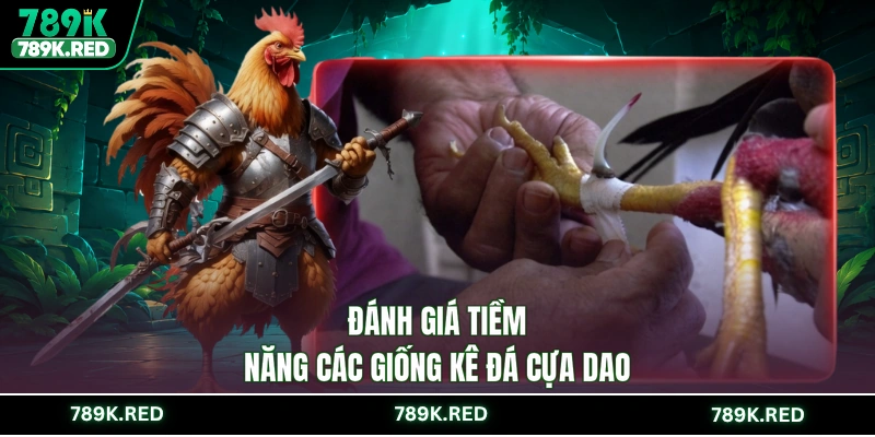 Đánh giá tiềm năng các giống kê đá cựa dao