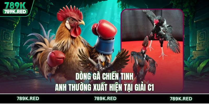 Dòng gà chiến tinh anh thường xuất hiện tại giải C1